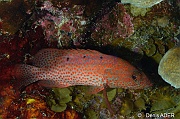Cephalopholis-cruentatus-Bonaire Tolo-17m-20180222-Denis-ADER-DSC_7510_tn